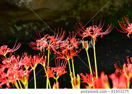 Saiho-ji的Higanbana,在秋天開花的花 Saiho-ji的Higanbana,在秋天開花的花 81933275
