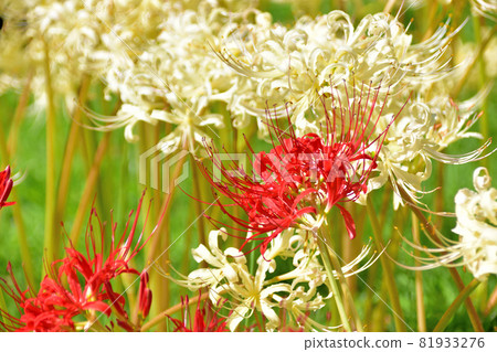 Saiho-ji的Higanbana,在秋天開花的花 Saiho-ji的Higanbana,在秋天開花的花 81933276