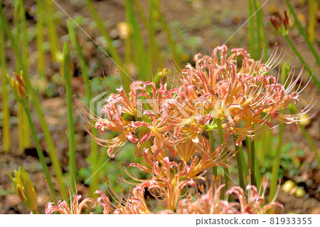 Higanbana of Saiho-ji, a flower that blooms in autumn Higanbana of Saiho-ji, a flower that blooms in autumn 81933355