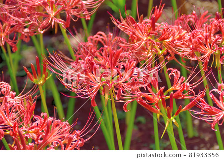 Saiho-ji的Higanbana,在秋天開花的花 Saiho-ji的Higanbana,在秋天開花的花 81933356