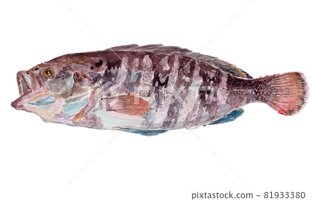 馬哈塔石斑魚 septemfasciatus 水彩插圖 81933380