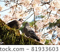 幾隻鴿子棲息在櫻桃樹上 81933603