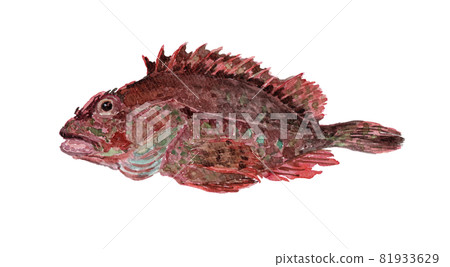 Sebastiscus marmoratus 蝎子魚水彩插圖 Sebastiscus marmoratus 蝎子魚水彩插圖 81933629