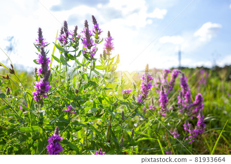 Field of flowers in backlit sunlight Field of flowers in backlit sunlight 81933664