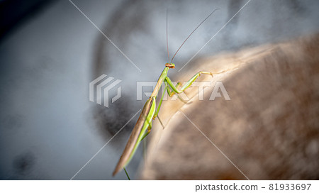 Insect mantis 81933697