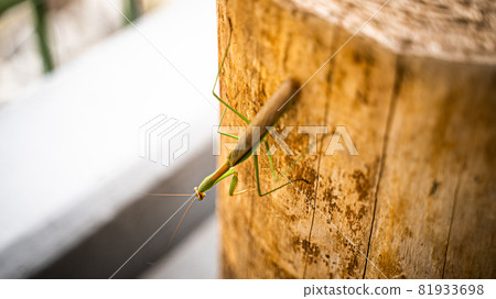 Insect mantis 81933698