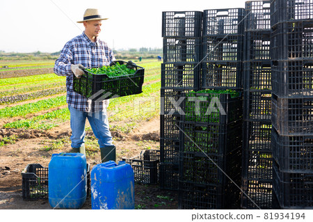 Man working at vegetable farm, stacking crates 81934194