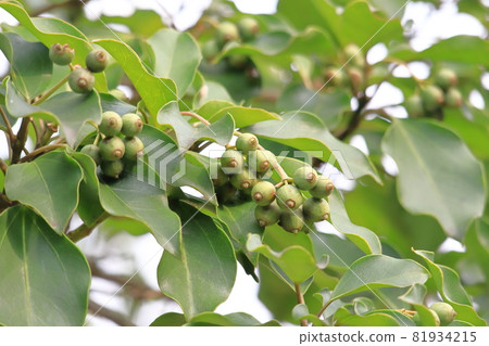 Kakuremino leaves and fruits Kakuremino leaves and fruits 81934215