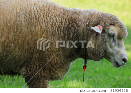 札幌市立高岡展望台羊 81934356