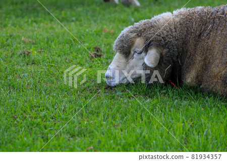 Sapporo Hitsujigaoka Observation Deck Sheep 81934357