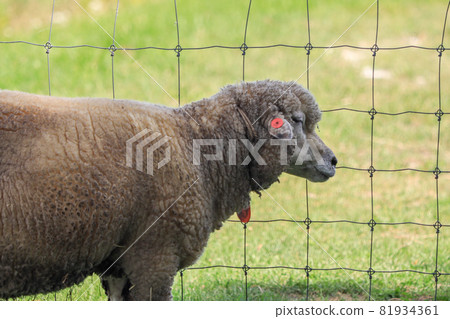 Sapporo Hitsujigaoka Observation Deck Sheep 81934361