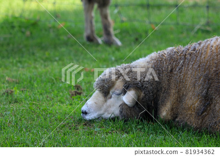 Sapporo Hitsujigaoka Observation Deck Sheep Sapporo Hitsujigaoka Observation Deck Sheep 81934362