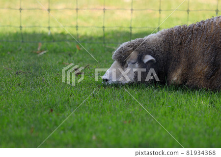 札幌市立高岡展望台羊 81934368