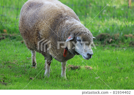 札幌市立高岡展望台羊 81934402