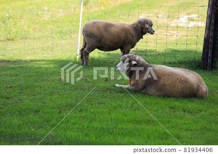 Sapporo Hitsujigaoka Observation Deck Sheep Sapporo Hitsujigaoka Observation Deck Sheep 81934406
