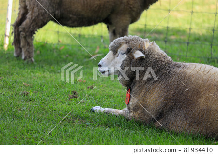 Sapporo Hitsujigaoka Observation Deck Sheep Sapporo Hitsujigaoka Observation Deck Sheep 81934410