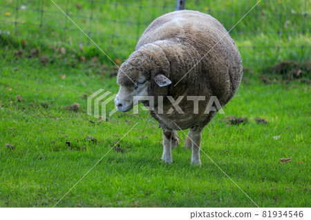 Sapporo Hitsujigaoka Observation Deck Sheep Sapporo Hitsujigaoka Observation Deck Sheep 81934546