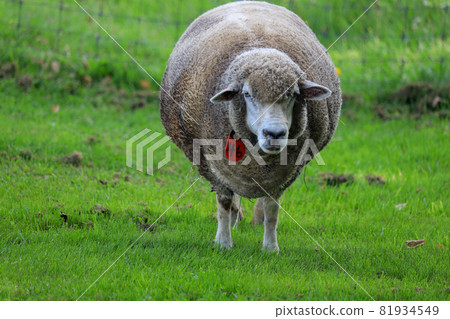 Sapporo Hitsujigaoka Observation Deck Sheep Sapporo Hitsujigaoka Observation Deck Sheep 81934549