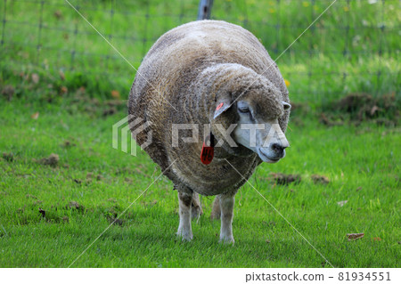 Sapporo Hitsujigaoka Observation Deck Sheep Sapporo Hitsujigaoka Observation Deck Sheep 81934551