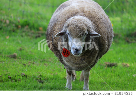 Sapporo Hitsujigaoka Observation Deck Sheep Sapporo Hitsujigaoka Observation Deck Sheep 81934555