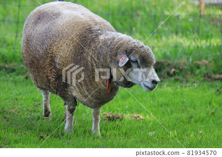 札幌市立高岡展望台羊 札幌市立高岡展望台羊 81934570