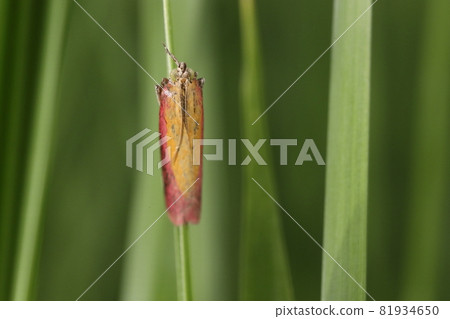 生物 昆蟲 Lycodon rufozonus,九月。當你走在草地上時,你會從腳下跳起來,停在附近。 生物 昆蟲 Lycodon rufozonus,九月。當你走在草地上時,你會從腳下跳起來,停在附近。 81934650