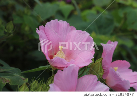 Pink Confederate rose blooming in the park in early autumn 81934877