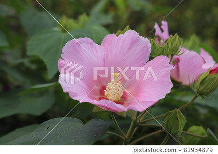 Pink Confederate rose blooming in the park in early autumn 81934879