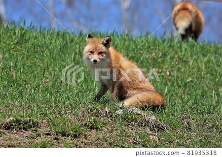 Kita fox Kita fox 81935318