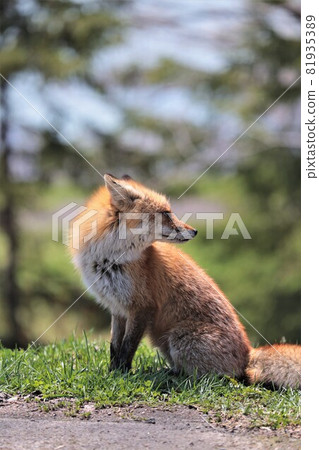Kita fox Kita fox 81935389