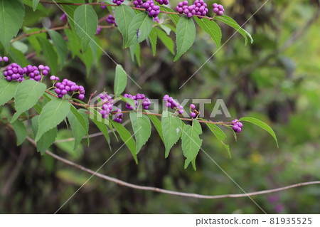 Small purple fruits of beautyberry (Early Amethyst) that grow in autumn parks in Japan 81935525
