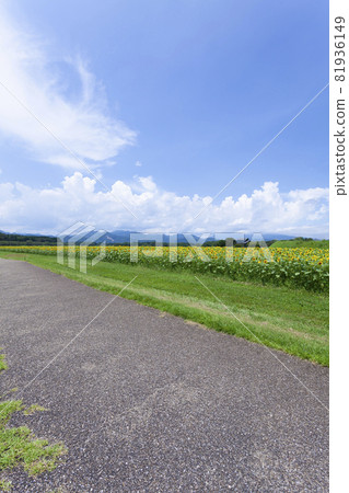 Scenery with sunflower 81936149