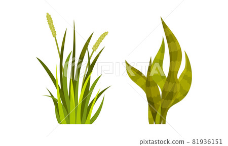Green Grass with Stalk and Leaves as Outdoor Growth Vector Set 81936151