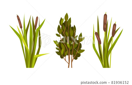 Green Reed Grass with Stalk and Leaves as Outdoor Growth Vector Set Green Reed Grass with Stalk and Leaves as Outdoor Growth Vector Set 81936152