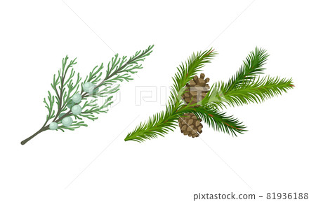Coniferous Evergreen Tree Branch with Hanging Strobile and Needles Vector Set 81936188