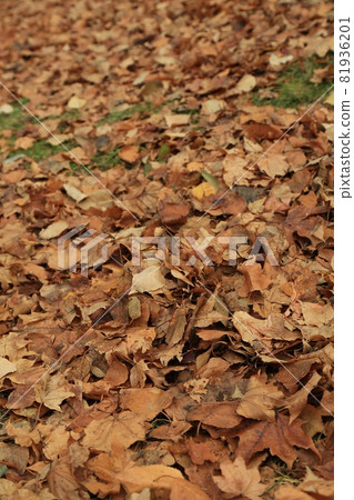 落葉 81936201