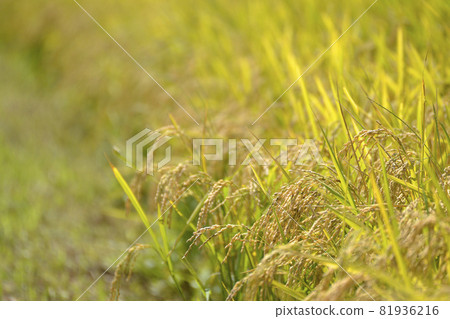 [Kameoka City, Kyoto, rice ears that have grown steadily] Rural autumn image 81936216