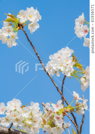 Cherry blossom petals and young leaves Cherry blossom petals and young leaves 81936571