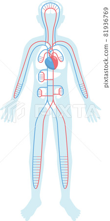 Internal organs placed in the silhouette of the human body. Cardiovascular. Heart, blood vessels 81936769