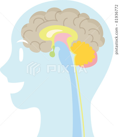 內部器官放置在人體的輪廓。腦。大腦、小腦、腦幹、丘腦 81936772