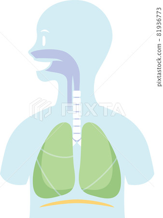 Internal organs placed in the silhouette of the human body. Respiratory. Lungs, trachea, bronchi, diaphragm Internal organs placed in the silhouette of the human body. Respiratory. Lungs, trachea, bronchi, diaphragm 81936773