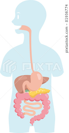 Internal organs placed in the silhouette of the human body. Digestive organ. Stomach, intestines, pancreas, liver Internal organs placed in the silhouette of the human body. Digestive organ. Stomach, intestines, pancreas, liver 81936774