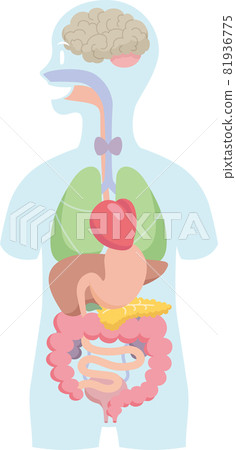 內部器官放置在人體的輪廓。腦、消化系統、呼吸系統、泌尿系統 81936775
