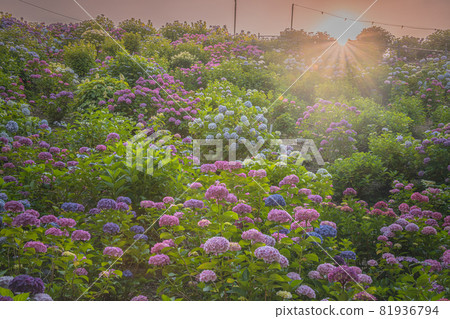 hydrangea   81936794