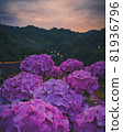hydrangea   81936796