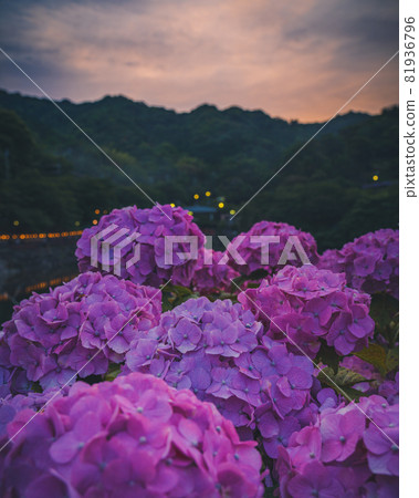 hydrangea   81936796