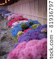 hydrangea   81936797