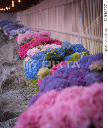 hydrangea   81936797