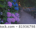 hydrangea   81936798