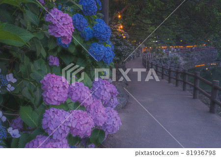 hydrangea   81936798